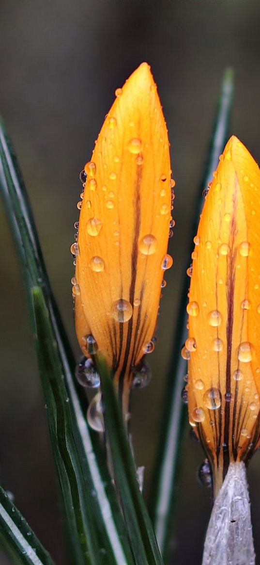 crocus, flowers, drops