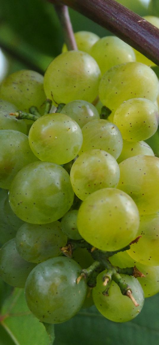 grapes, berries, branch, vine