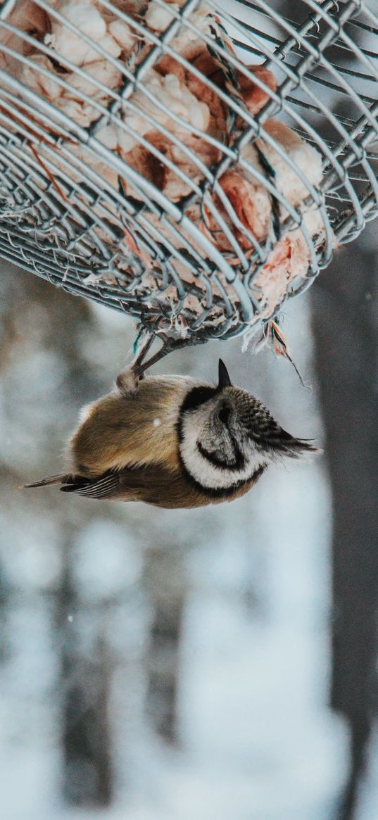 bird, stack, snow