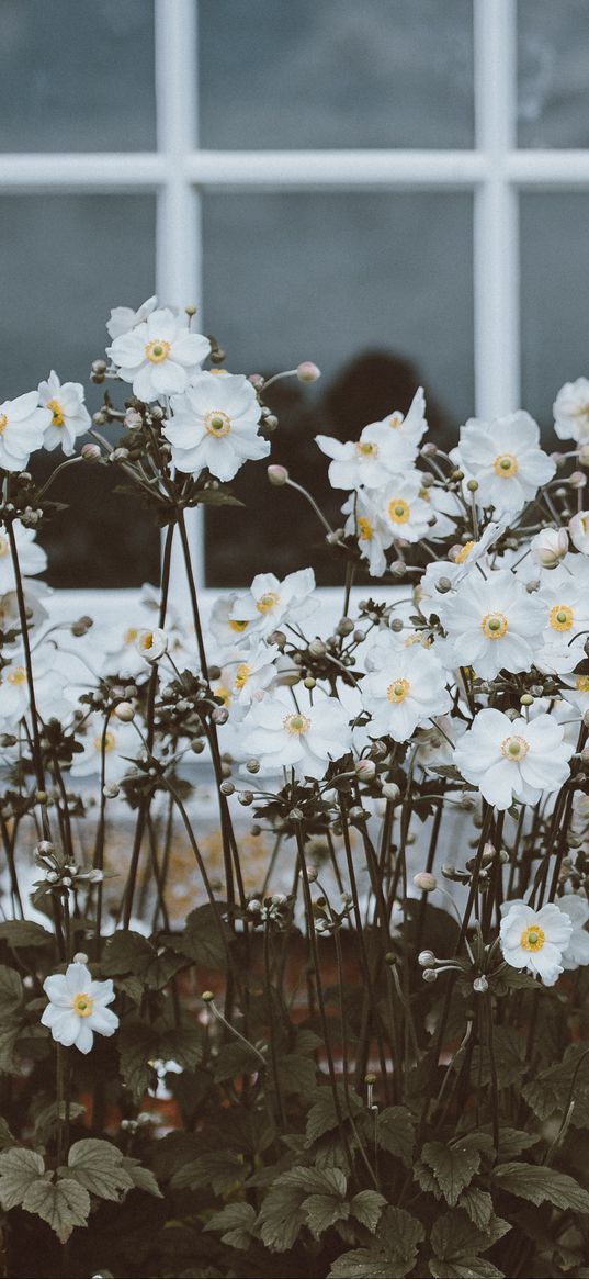 flowers, window, flower bed