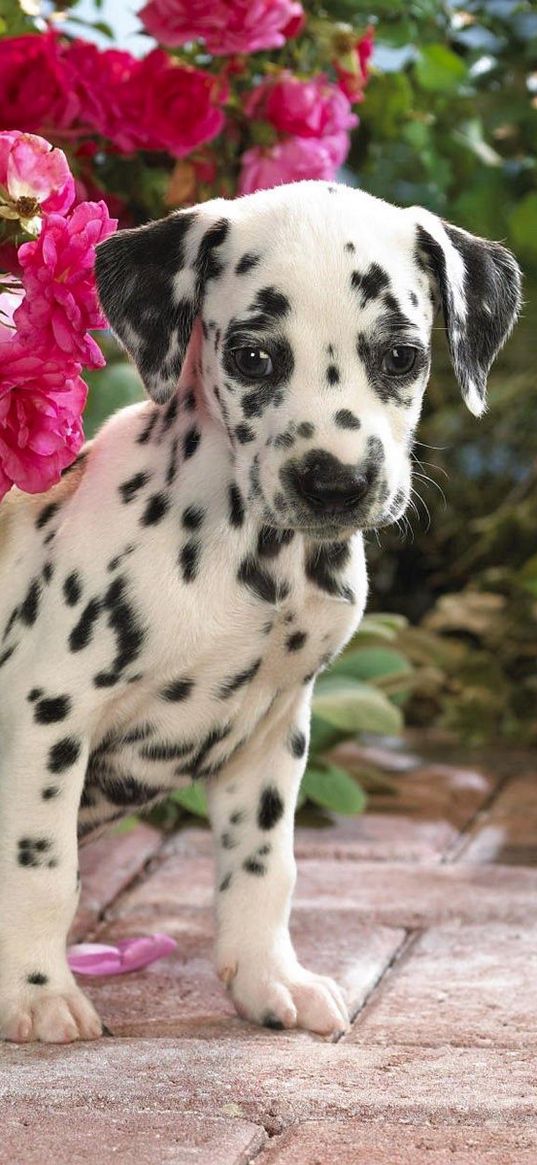 dalmatian, puppy, flowers, sit