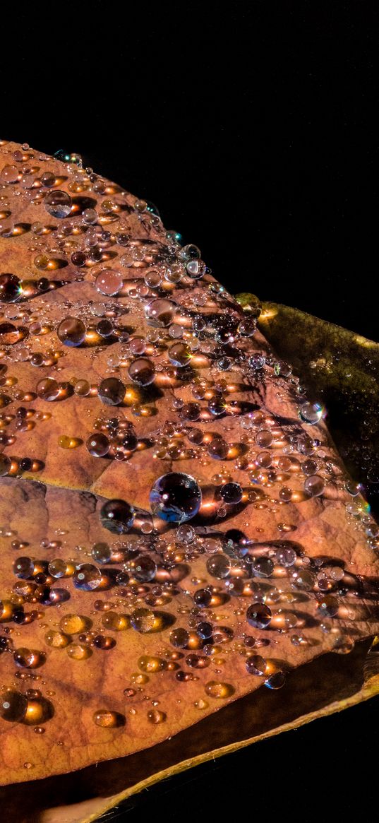 leaf, drops, closeup, glitter