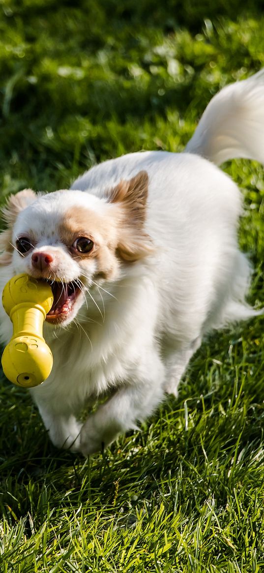 chihuahua, dog, toy, grass, walk