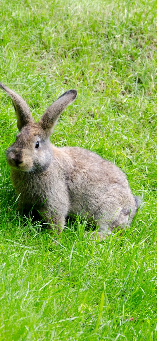 hare, grass, walk