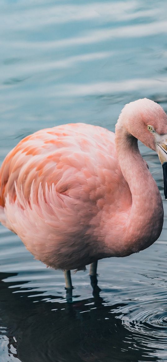 flamingo, bird, water