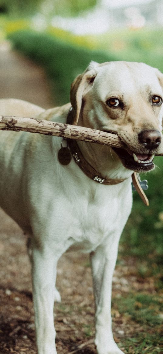 dog, muzzle, stick