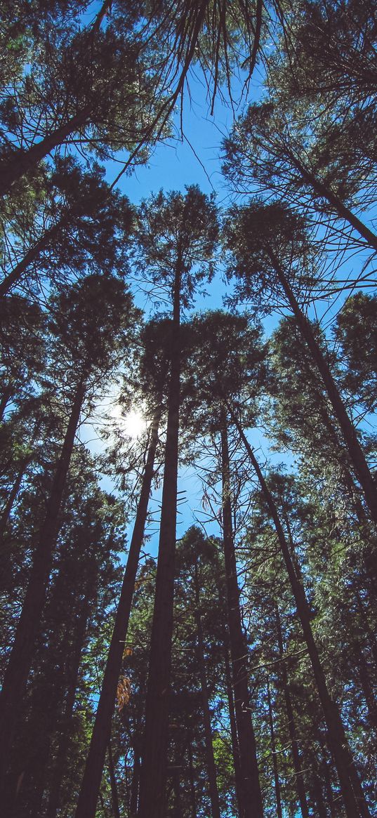 trees, view from below, sky