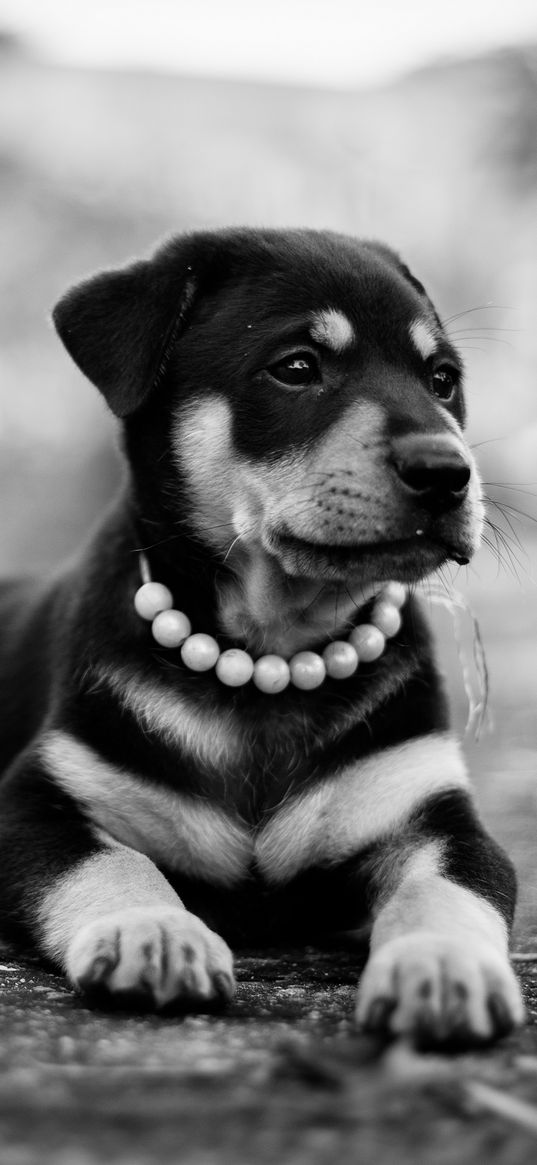 puppy, dog, lying, collar, bw