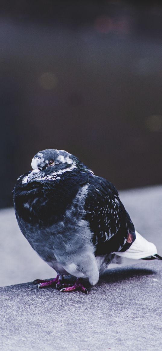 dove, bird, sits