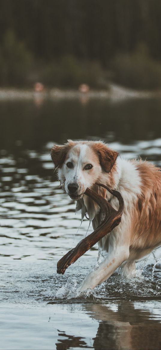 dog, walk, water, stick