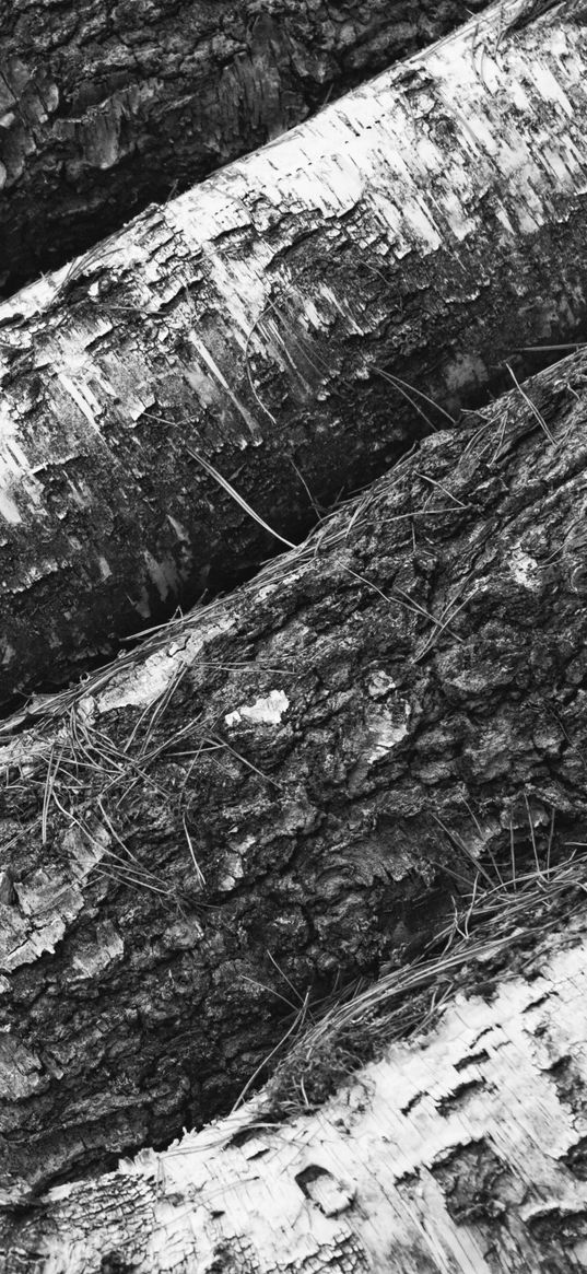 tree, bark, bw