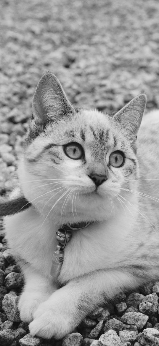 cat, cute, lying, bw