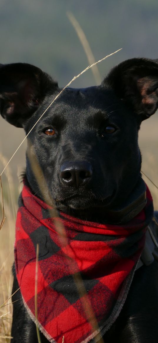 dog, muzzle, handkerchief, grass