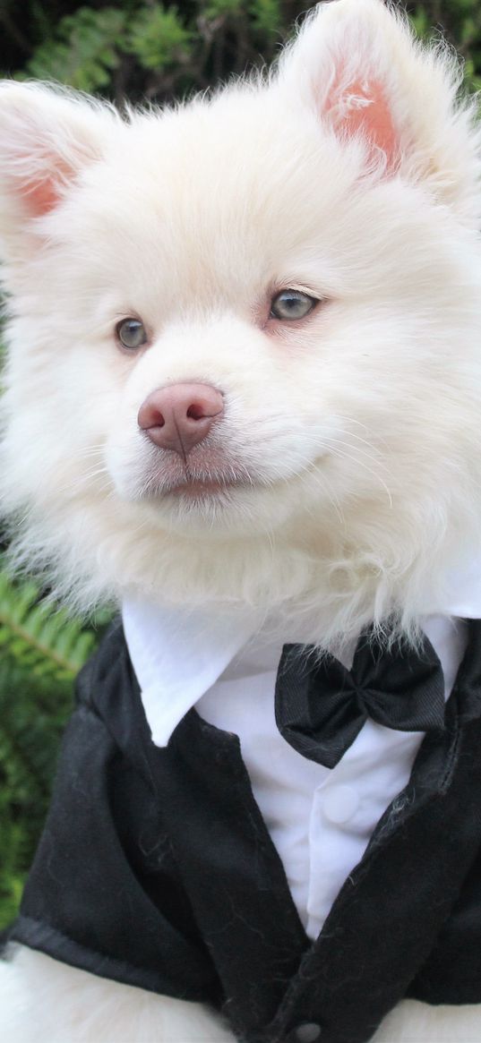 dog, tuxedo, muzzle