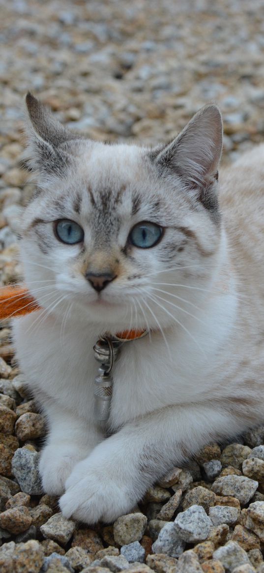 cat, cute, blue-eyed, stones