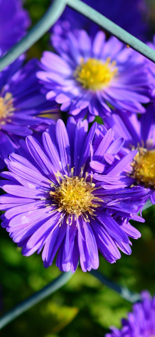 aster, violet, flowers