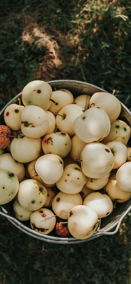 apples, bucket, harvest, grass