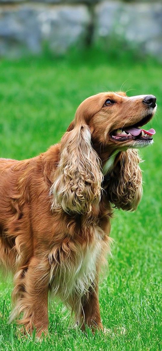 dog, fluffy, curly, red hair, grass