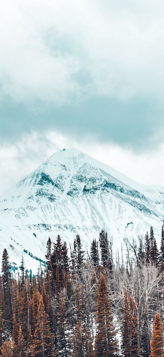 mountains, snow-covered, trees