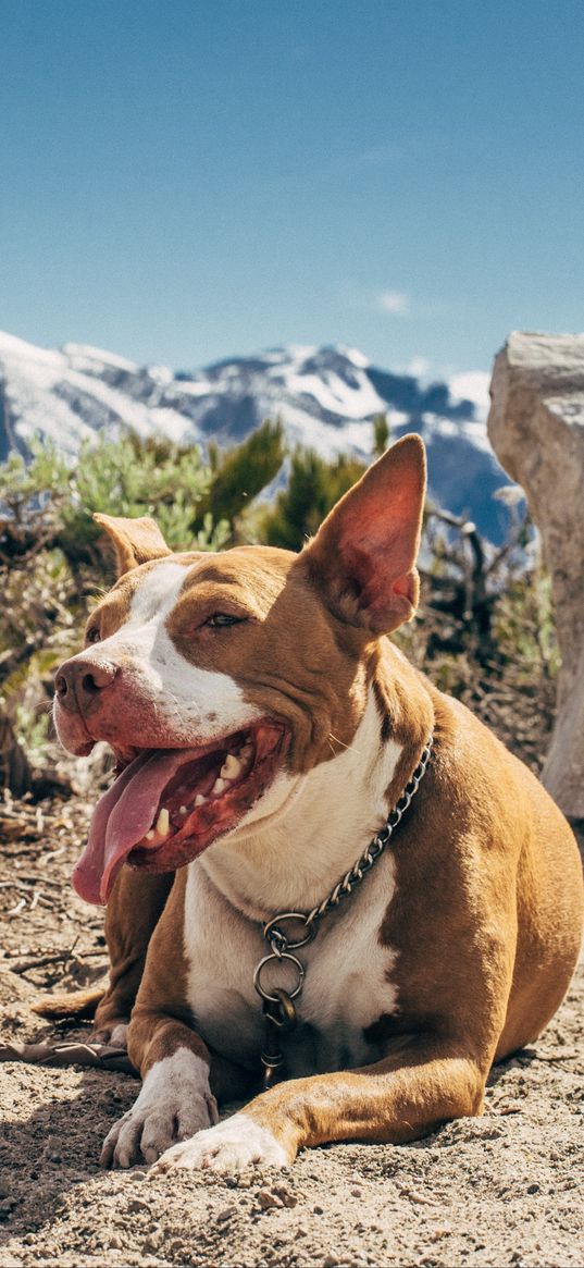 dog, protruding tongue, lies