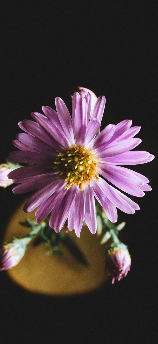 aster, flower, petals