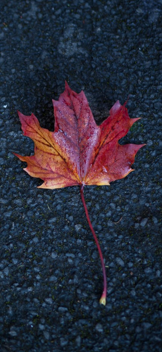 leaf, maple, autumn