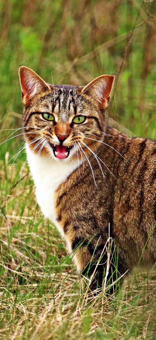 cat, scream, grass