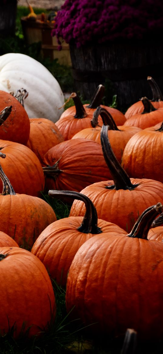 pumpkin, autumn, harvest