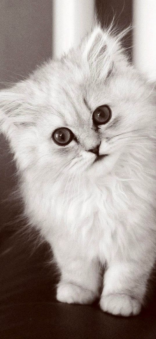 kitten, fluffy cat, bw