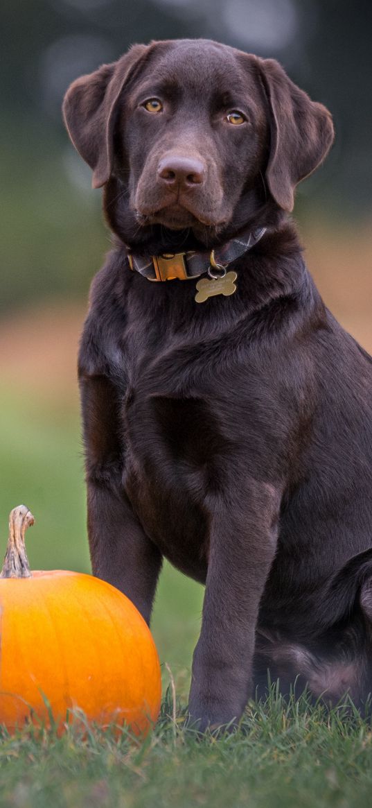 labrador, dog, sitting, pumpkin