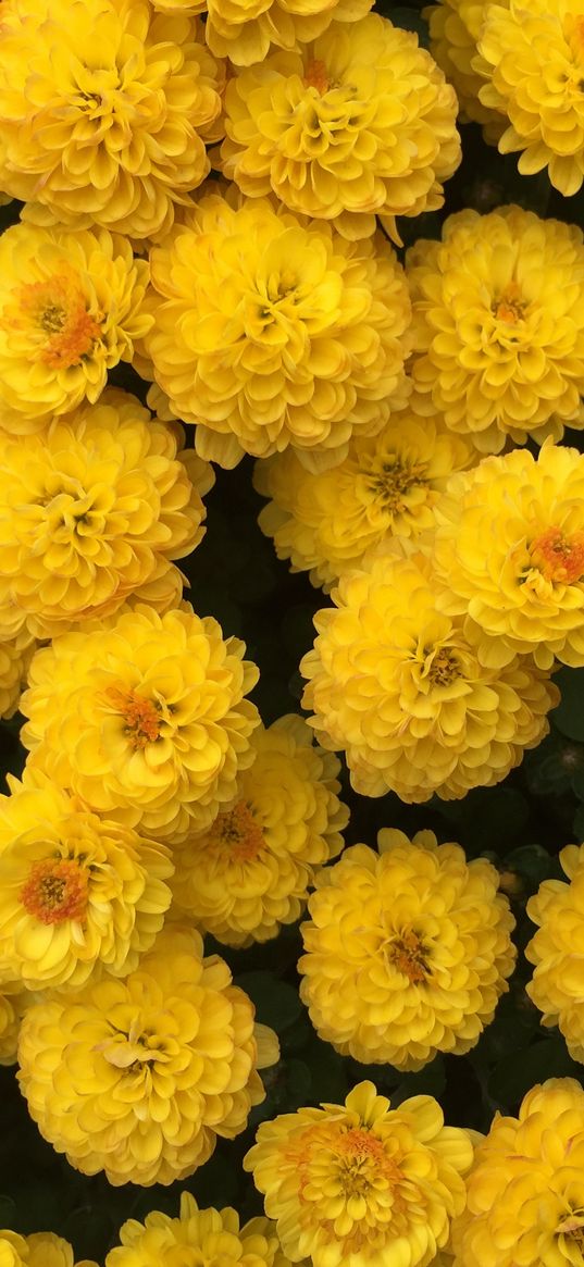 chrysanthemum, flowers, yellow