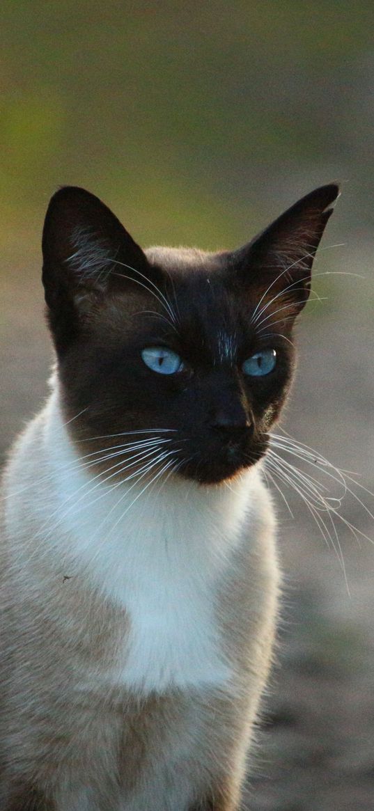 siamese cat, cat, blue-eyed