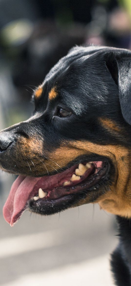 rottweiler, dog, muzzle, profile