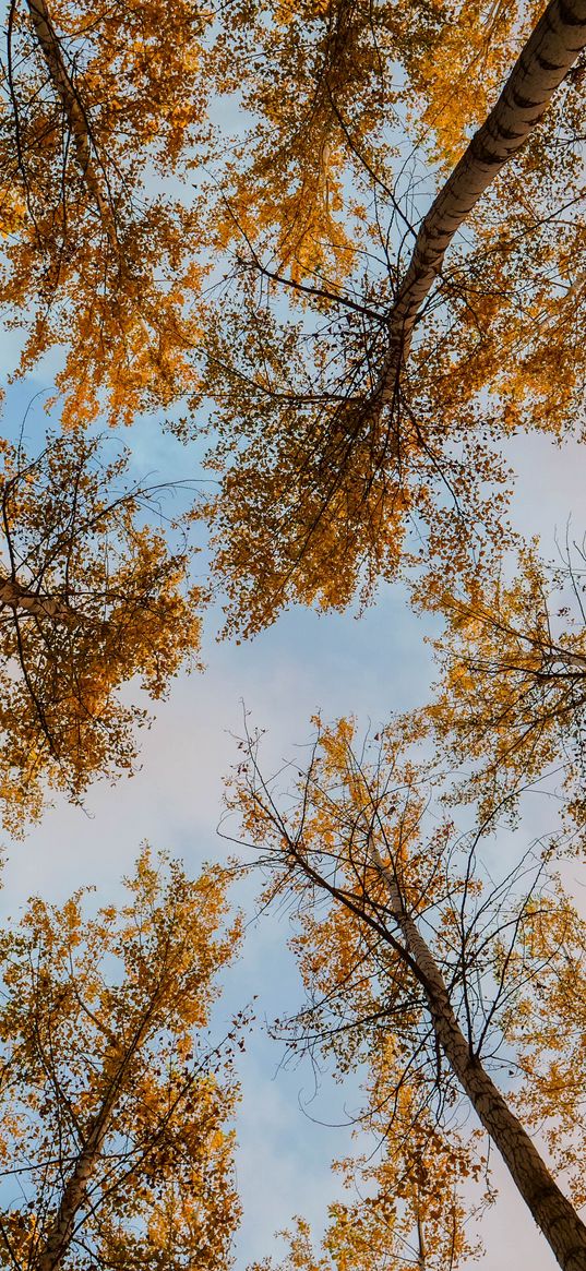 trees, autumn, bottom view