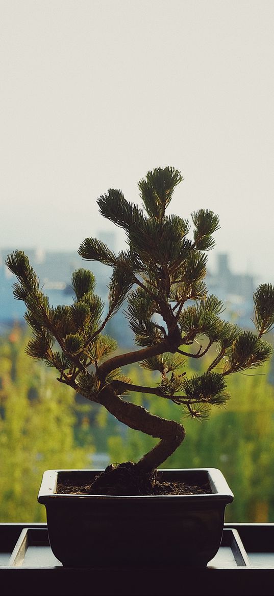 bonsai, flower pot, flower