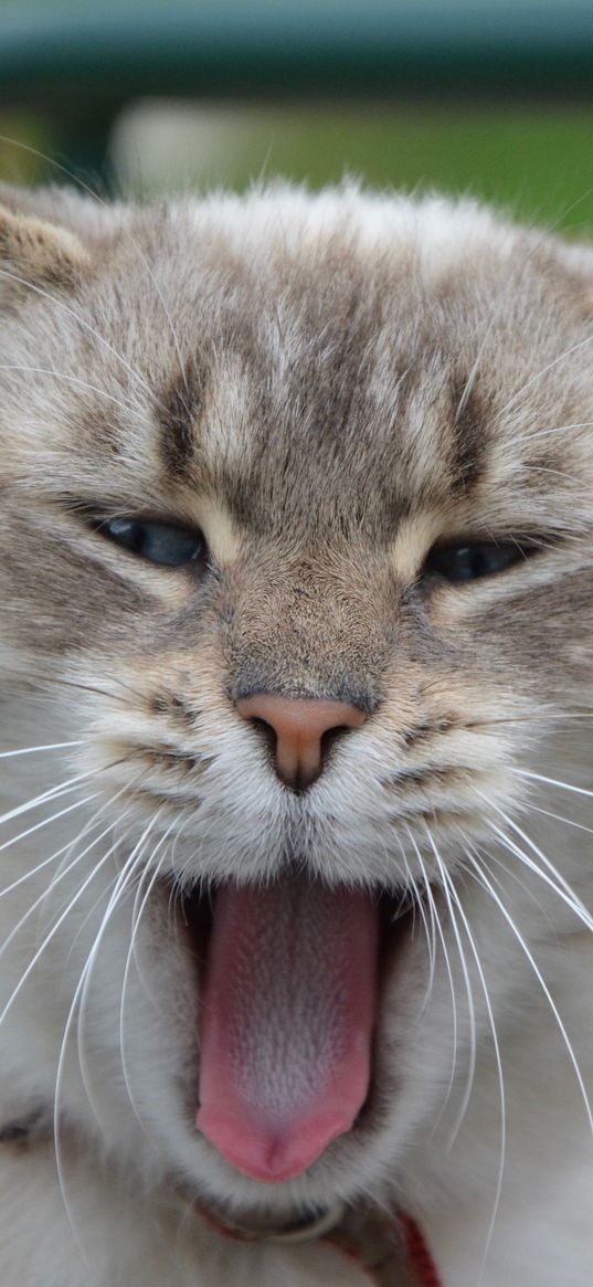 cat, yawning, sweet, muzzle