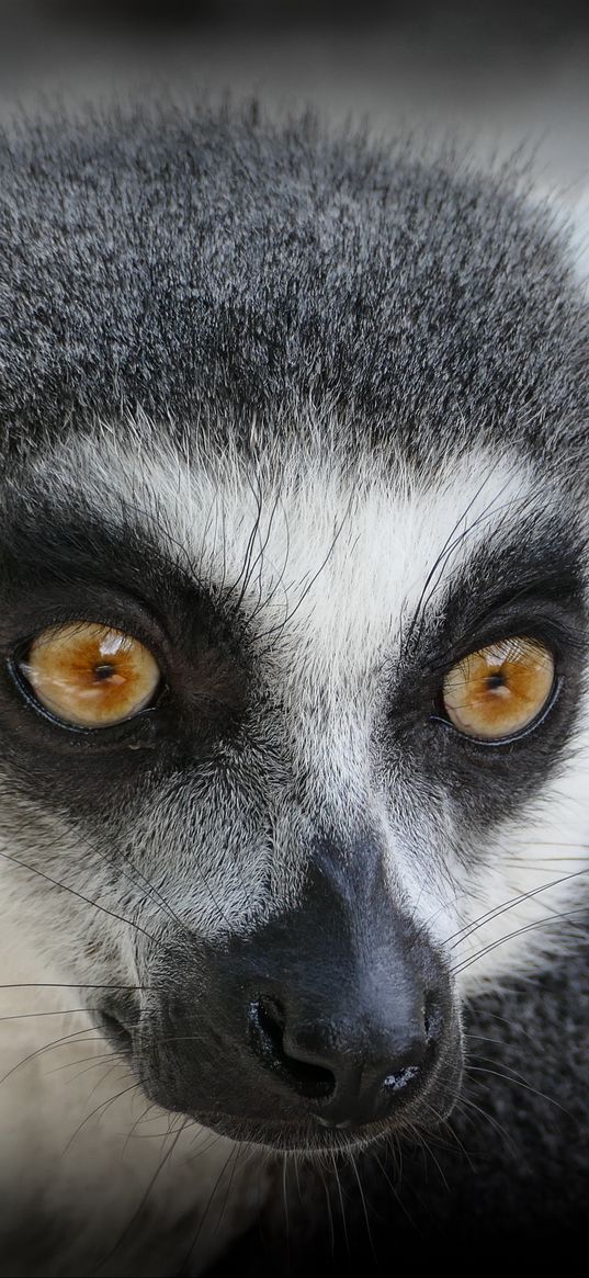 lemur, muzzle, look