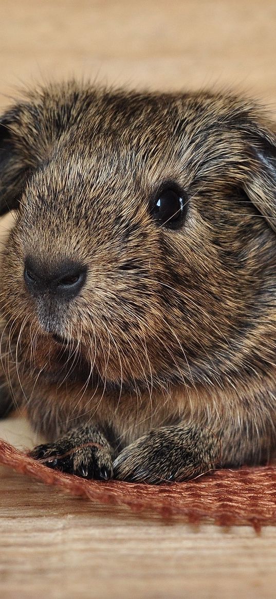 guinea pig, rodent, muzzle