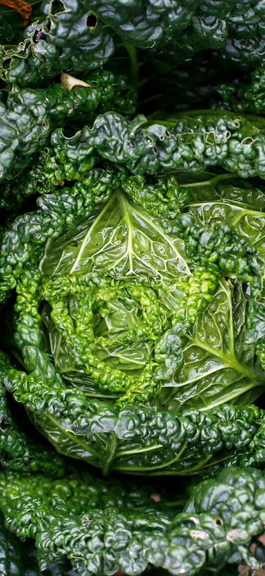 cabbage, greens, leaves, close-up