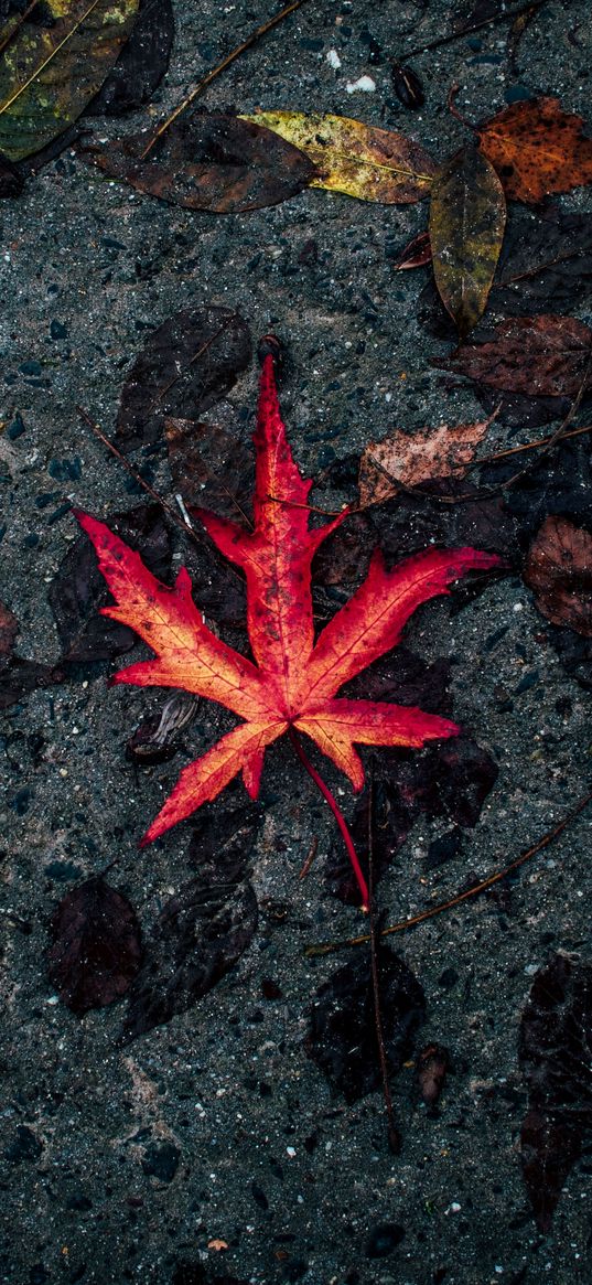 leaf, fallen, autumn, dry