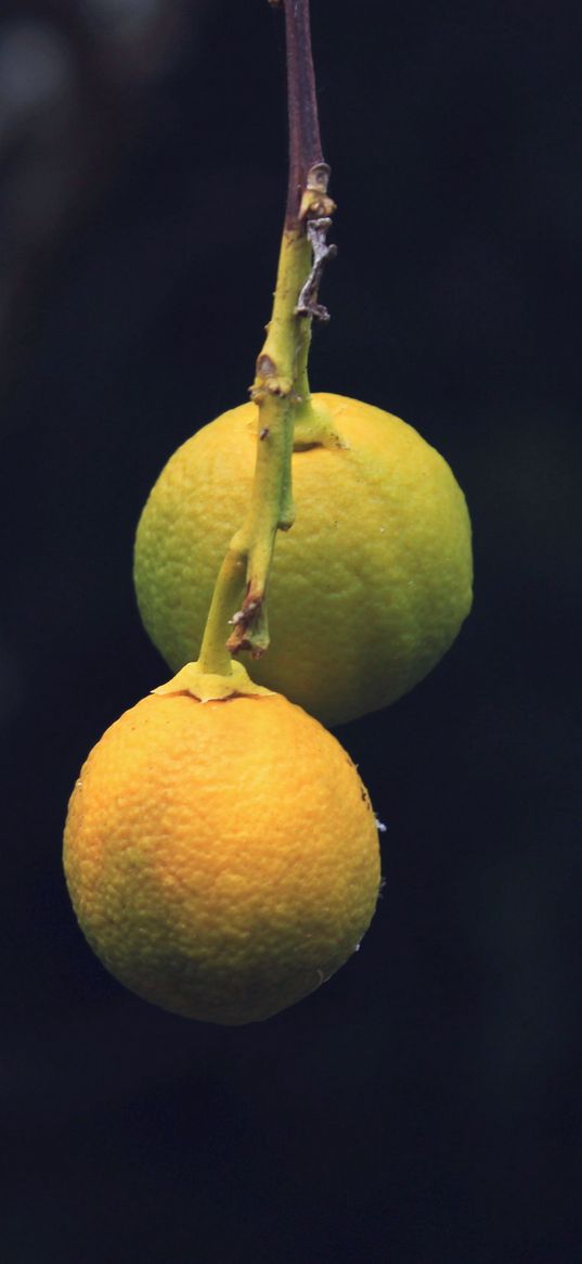 lemons, citrus, branch