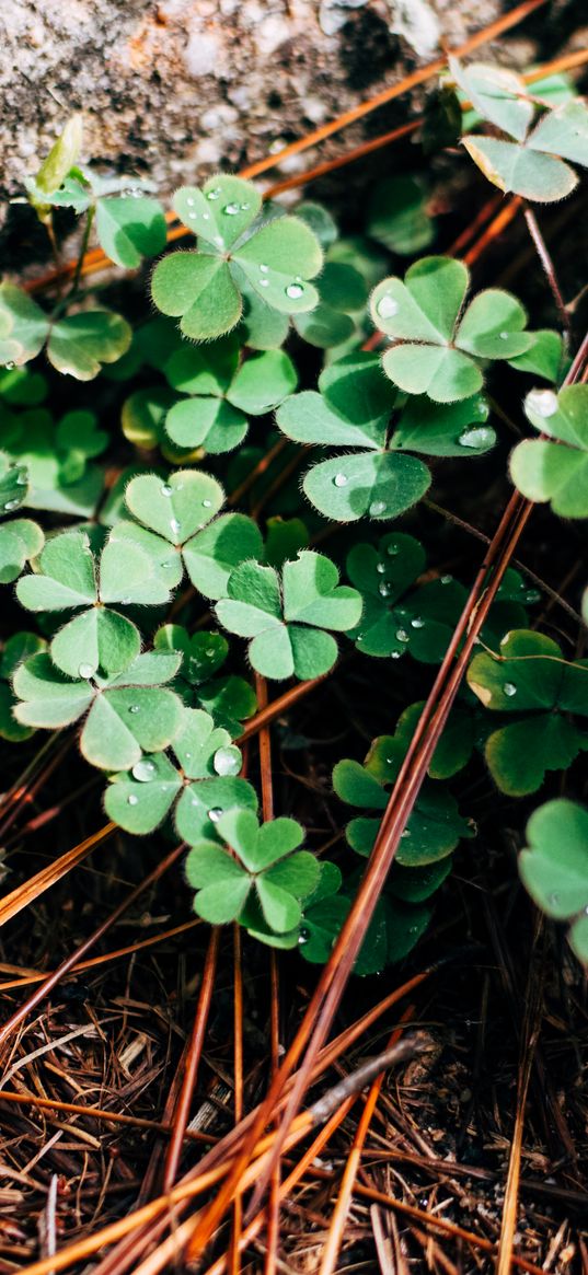 clover, leaves, branches