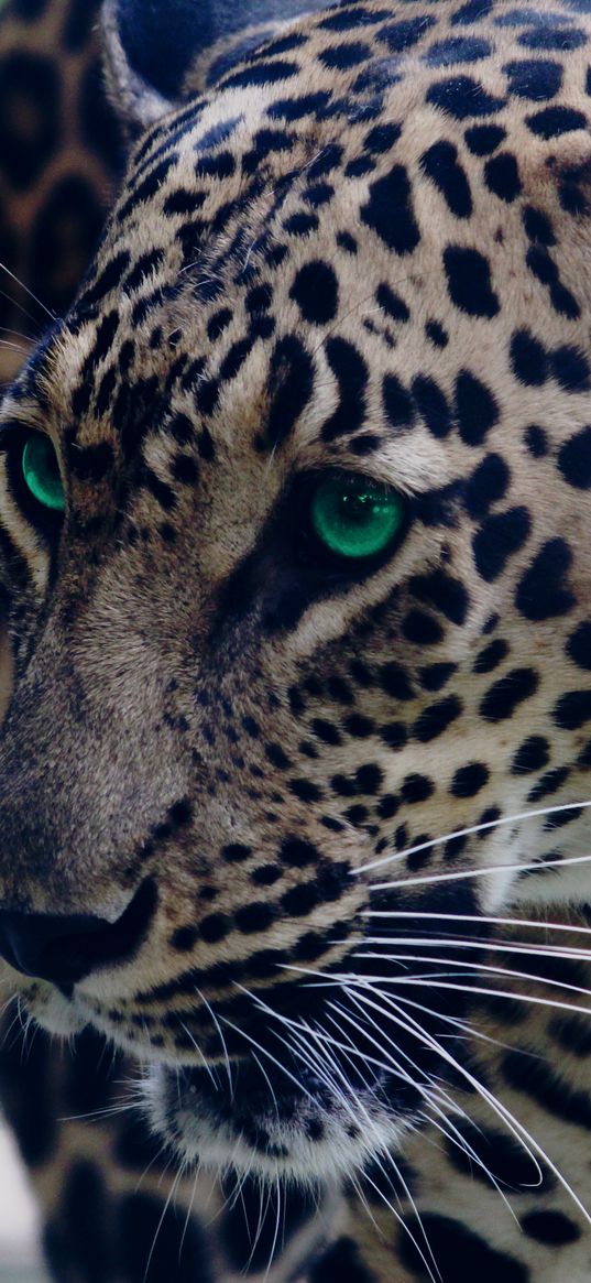 leopard, green-eyed, muzzle, predator, look