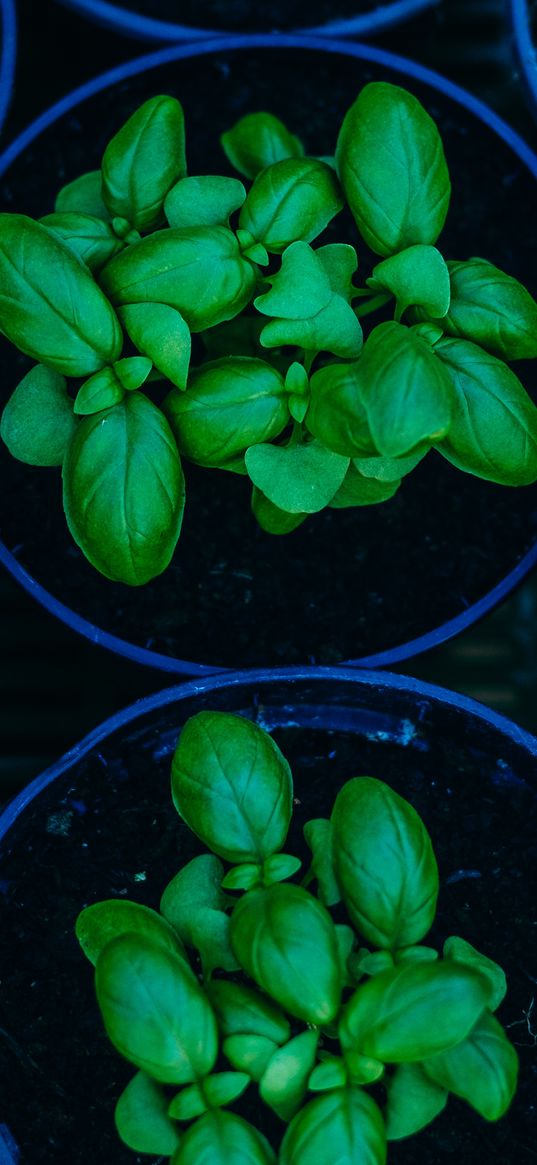 basil, pots, plant