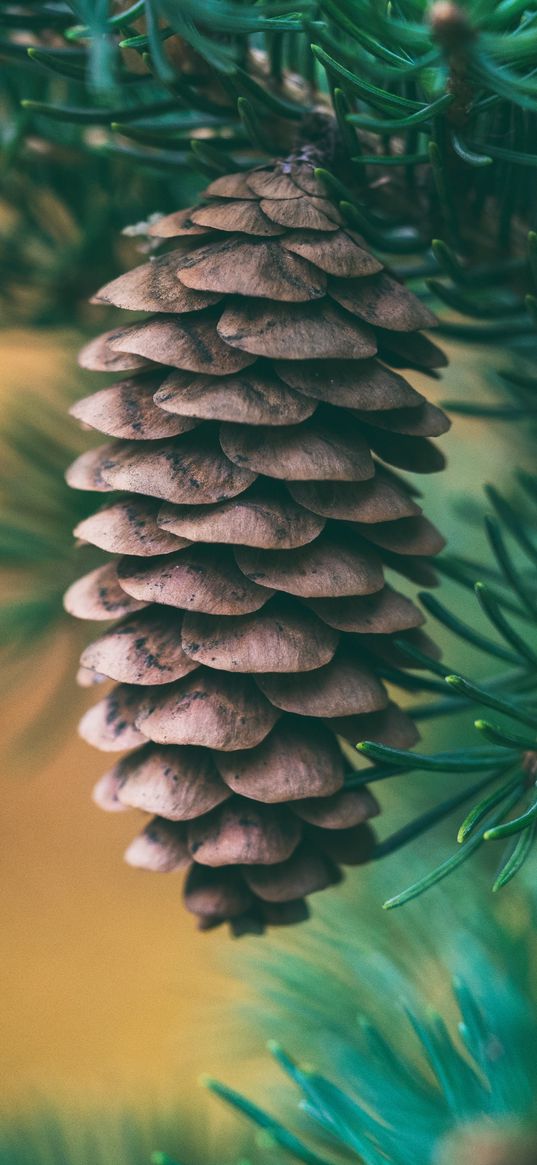 cone, spruce, blur