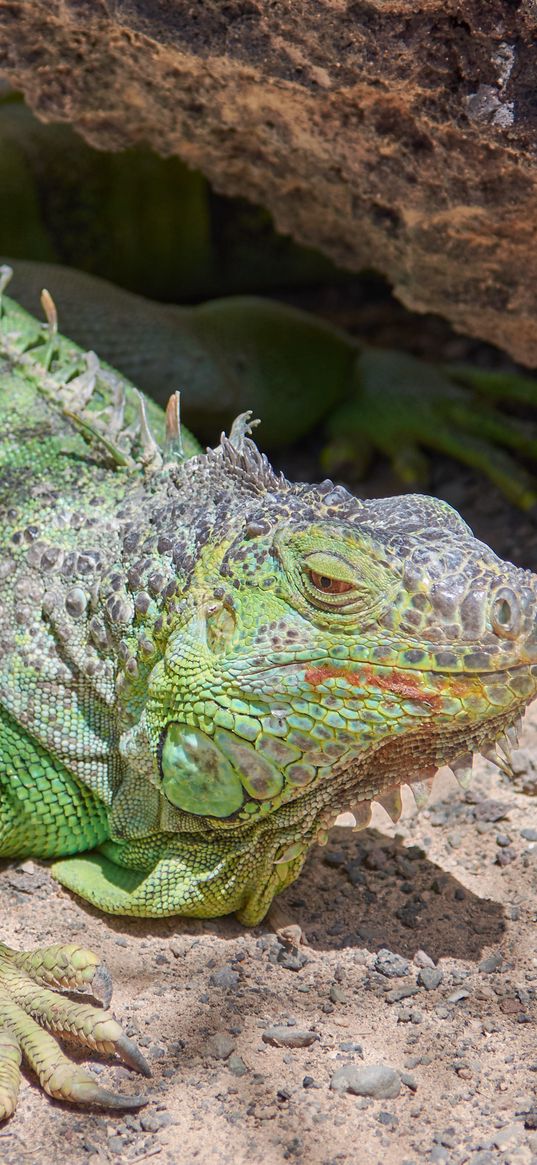 iguana, reptile, lizard, color