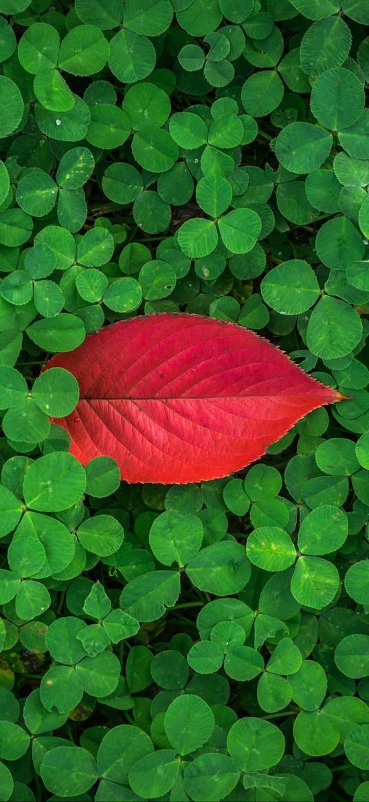 clover, leaves, plant, green, red