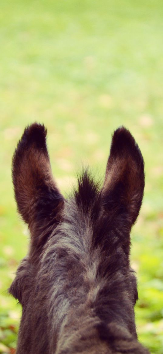 donkey, ears, blur, wool