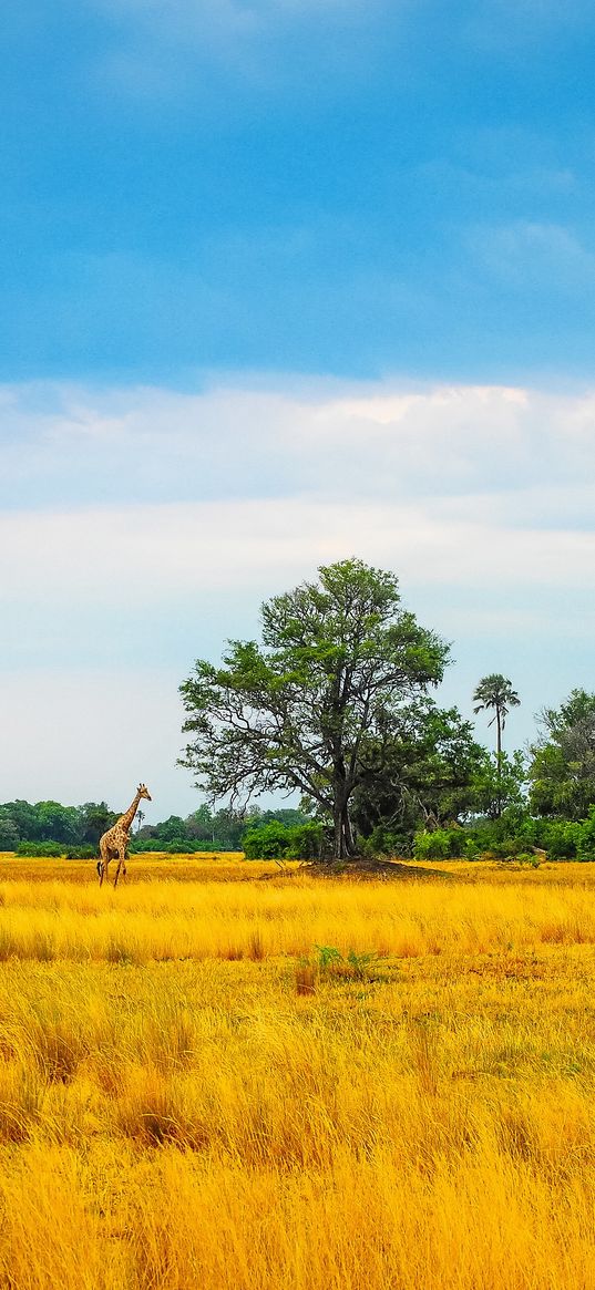 africa, giraffe, grass, trees