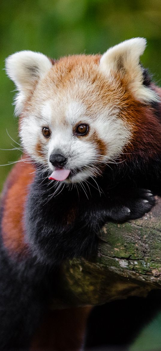 red panda, panda, tongue, funny